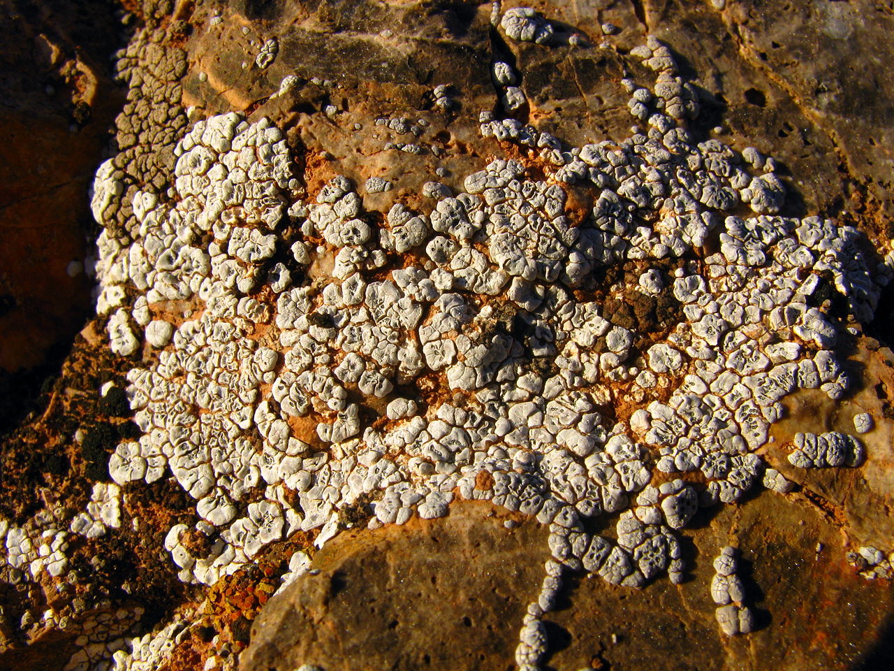 Acarospora strigata from Santa Clara River Reserve, Utah, USA. Image by Dan Molter.