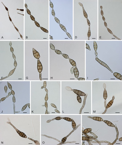 Alternaria limoniasperae