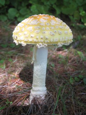 Photo of Amanita muscaria Koide v1.0