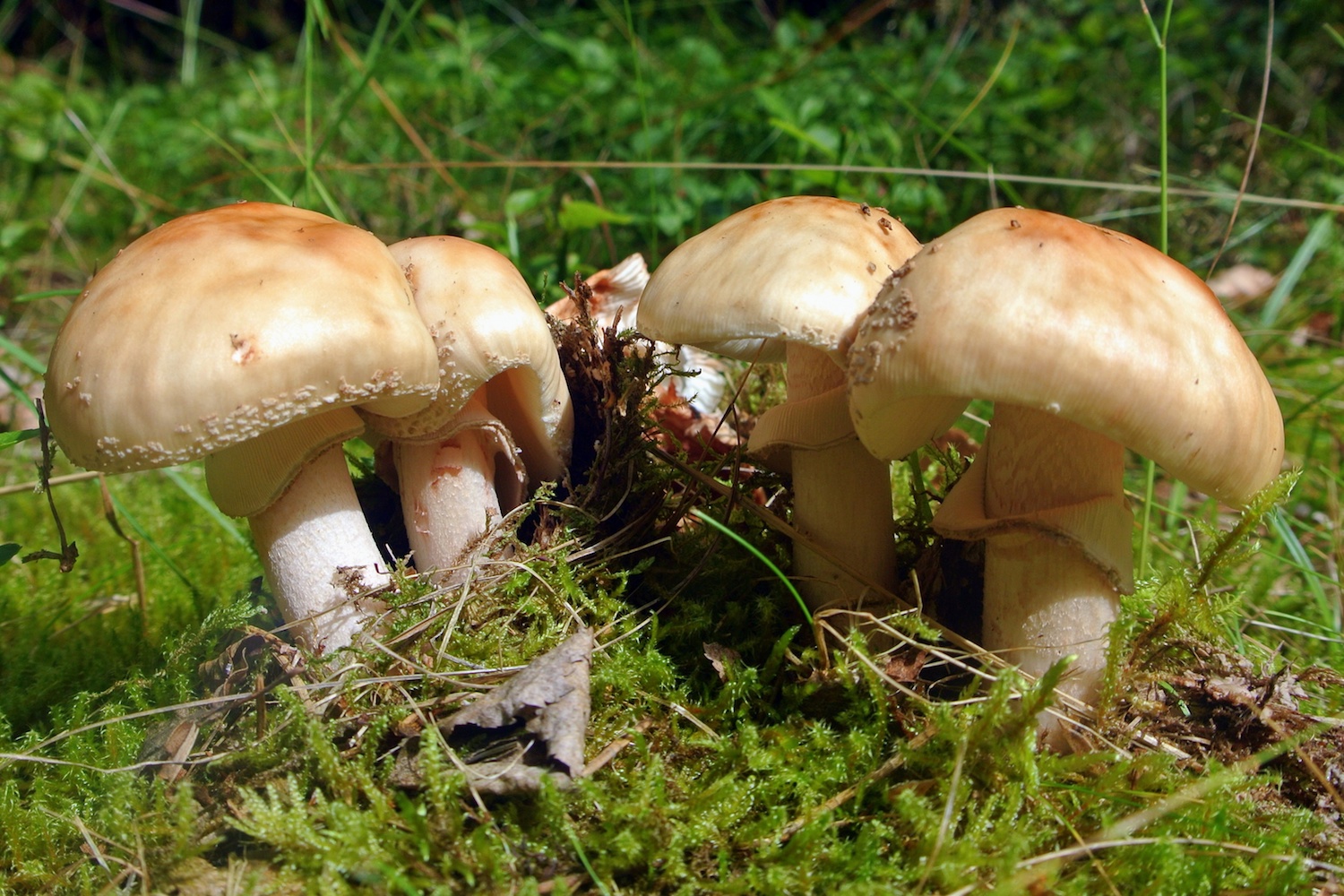 Amanita rubescens