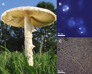 Amanita thiersii