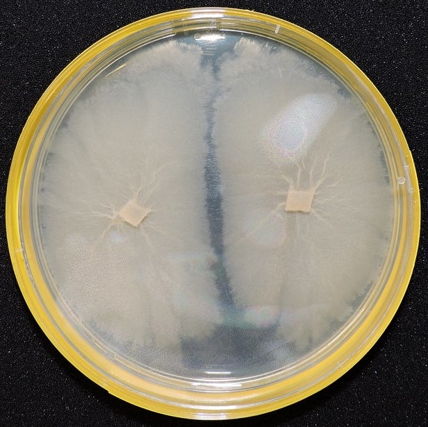 Photo of Antarctomyces sp. UNIPAMPA016 v1.0