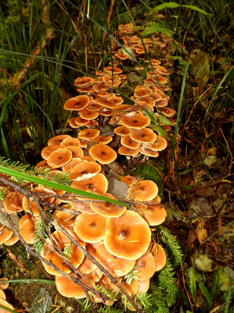 Armillaria nabsnona