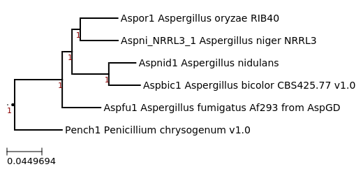 Maximum-Likelihood phylogeny generated by FastTree for Aspergillus bicolor CBS425.77 and related species