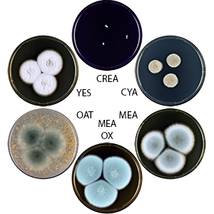 Photo of Aspergillus cumulatus DTO 311-F5 v1.0