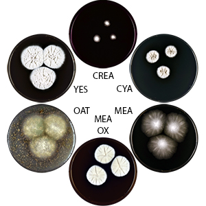 Photo of Aspergillus neowarcupii IBT 29024 v1.0