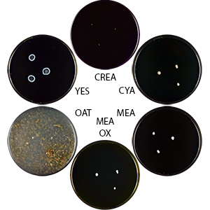 Aspergillus phaeropenicillioides DTO 356-D6