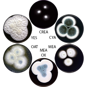 Photo of Aspergillus pseudoviridinutans IBT 34175 v1.0