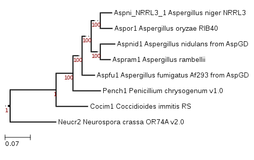 Phylogenetic tree showing position of Aspergillus rambellii
