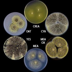 Aspergillus sclerotioniger
