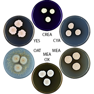 Photo of Aspergillus templicola CBS 138181 v1.0