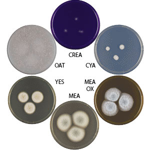 Photo of Aspergillus unilateralis CBS 126.56 v1.0