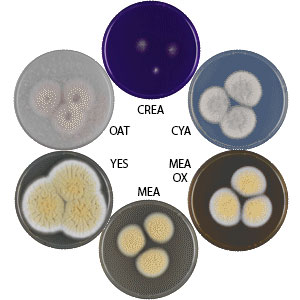 Photo of Aspergillus westlandensis CBS 123905 v1.0