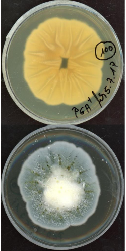 Boeremia exigua growing in the lab.