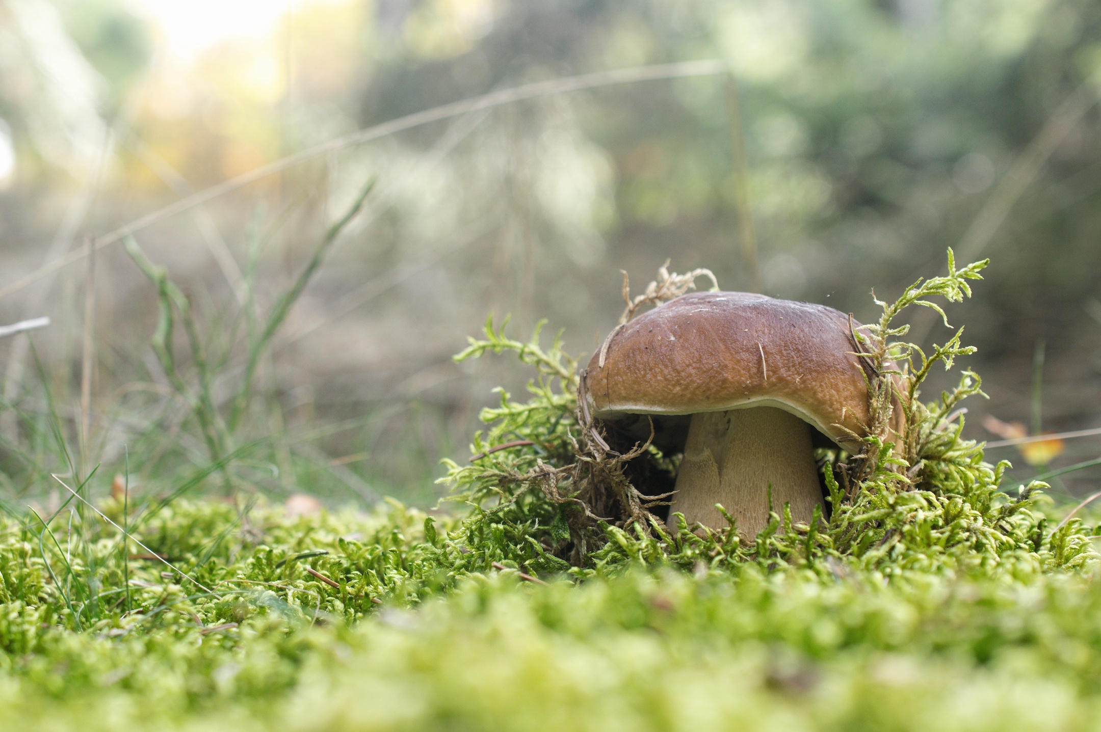 Boletus edulis