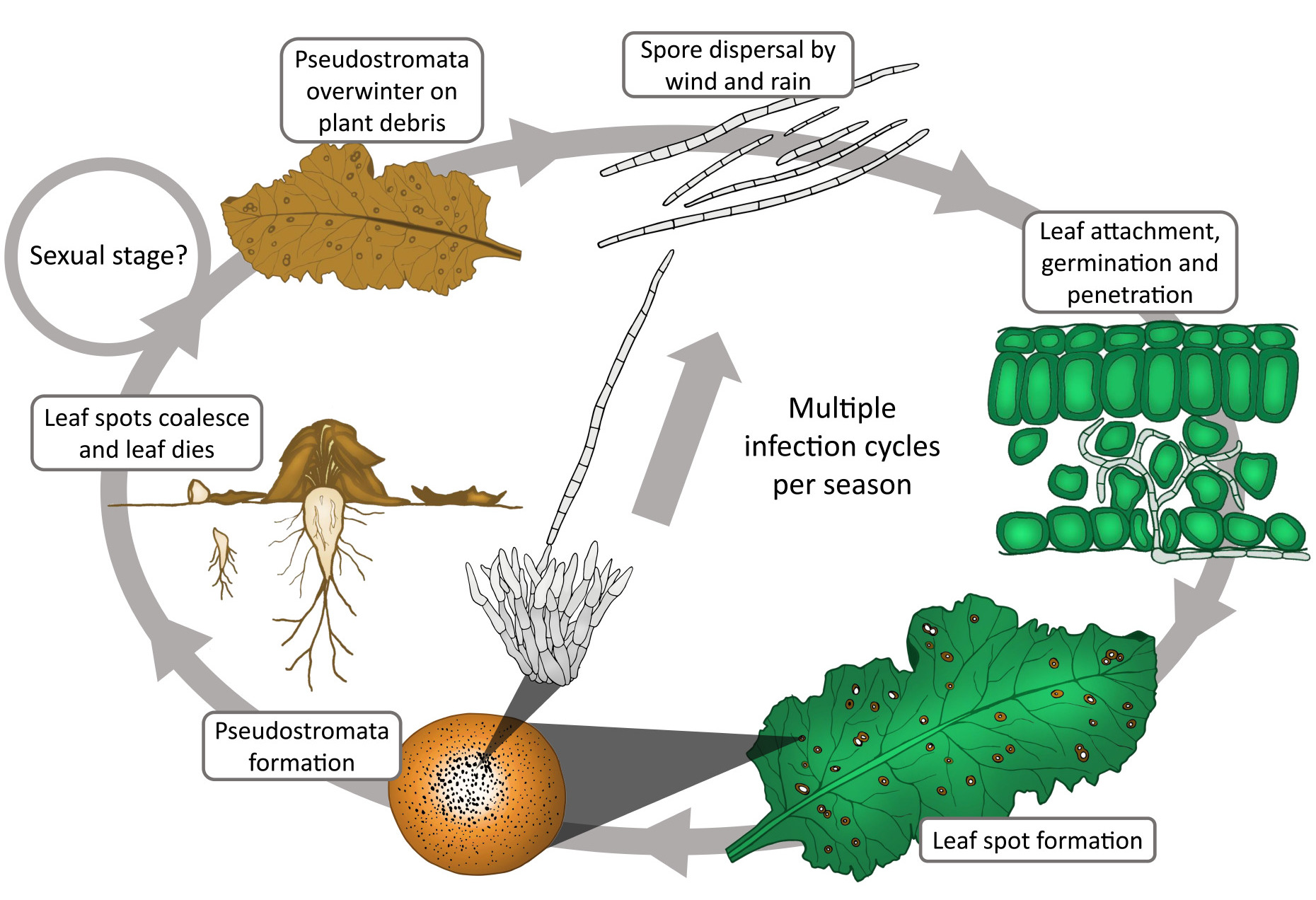 Photo of Cercospora berteroae CBS 538.71