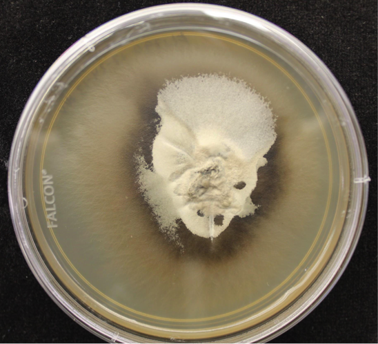 Chaetosphaeriaceae sp. FL1790