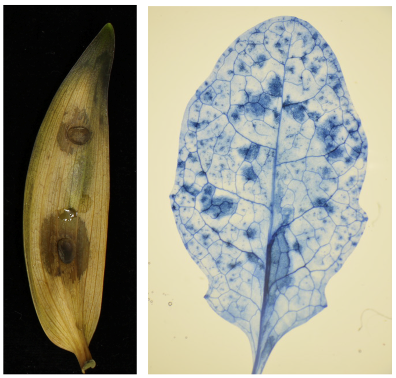 Photo of Colletotrichum incanum MAFF 238712