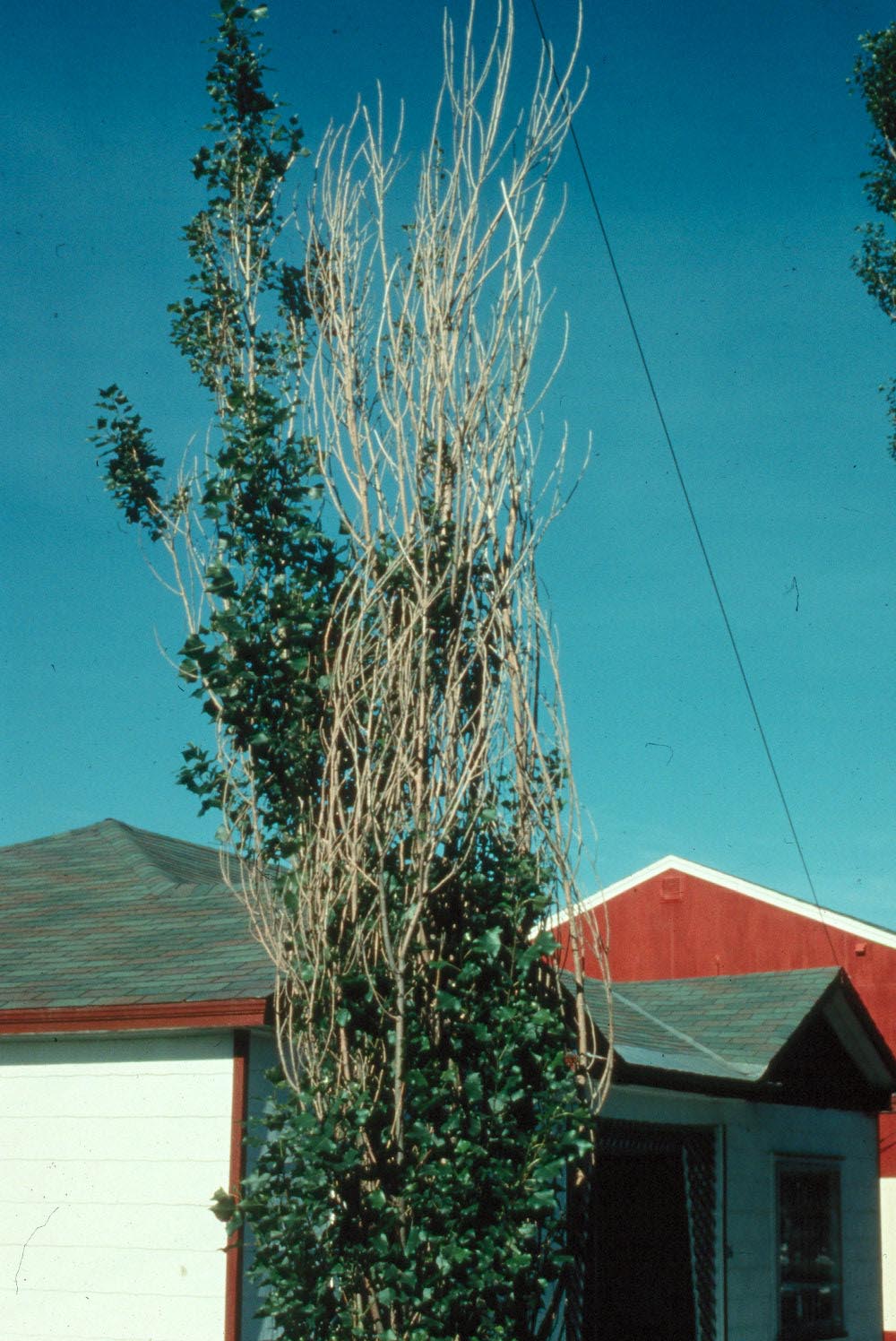 Dieback of a a Lombardy poplar (Populus nigra cv. Italica) due to infection by Cryptodiaporthe populea, the causal agent of Dothichiza canker. Image Credit: Natural Resources Canada, Canadian Forest Service, Laurentian Forestry Centre.