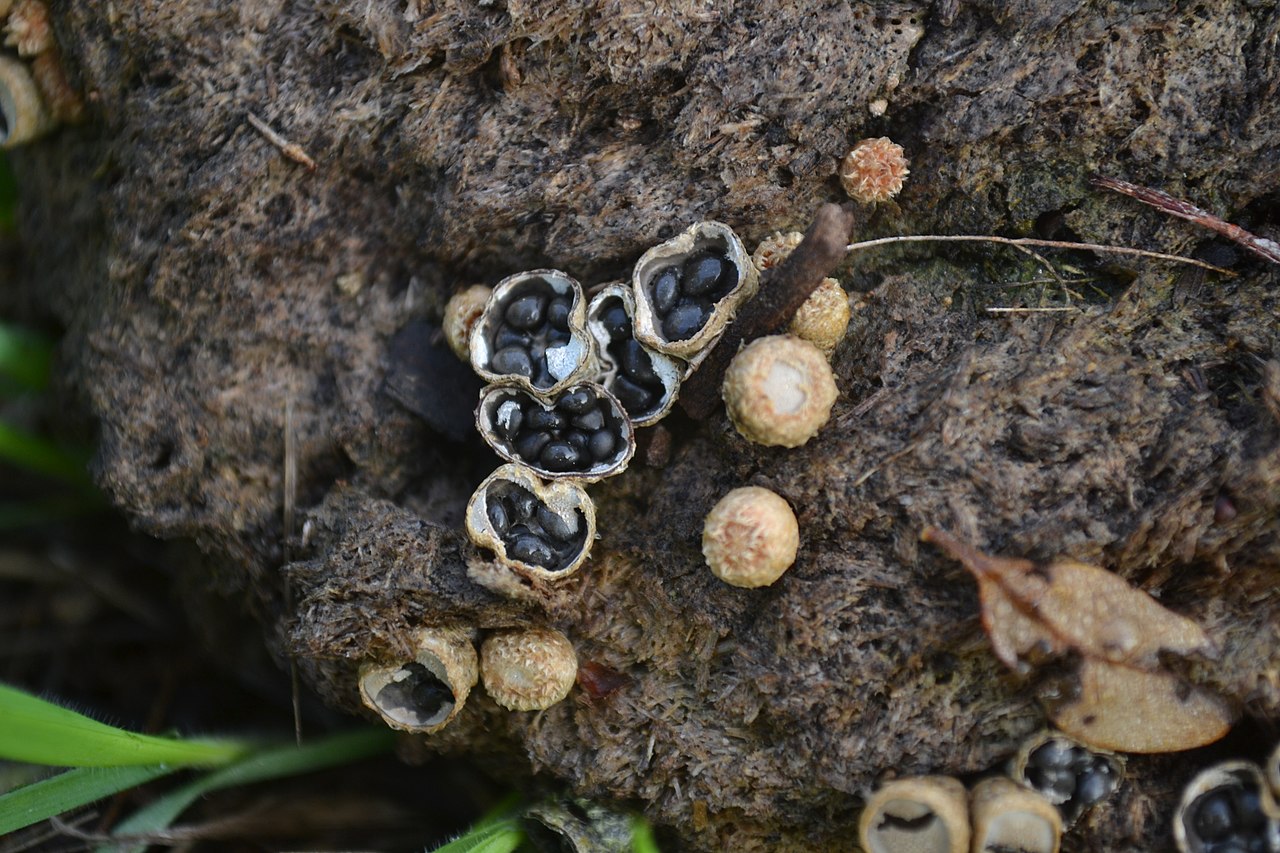 Dung-Loving Bird's Nest Fungus (Cyathus stercoreus) on bison dung. [Image credit: User Kiloueka, via <a href="https://commons.wikimedia.org/wiki/File:Dung-Loving_Bird_s_Nest_Fungus_(Cyathus_stercoreus).jpg">Wikimedia Commons</a> under <a href="https://creativecommons.org/publicdomain/zero/1.0/deed.en">CC0 1.0 Universal Public Domain Dedication</a>]