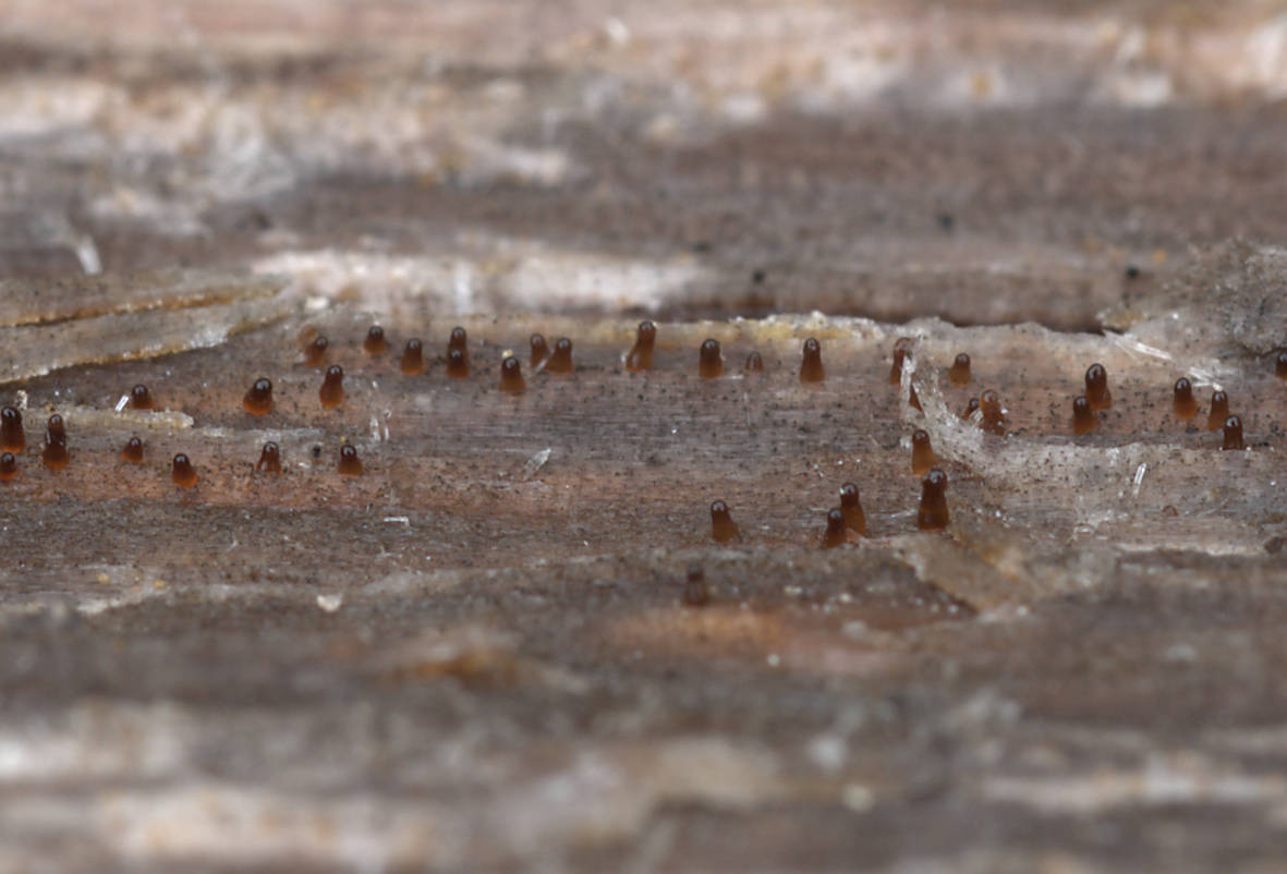 Dacryonaema rufum on pine