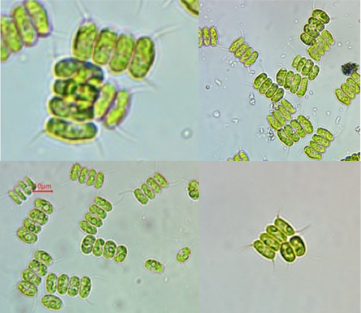 Desmodesmus armatus strain UTEX B 2533