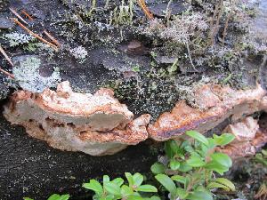 D. squalens growing on wood (Matti J. Koivula, University of Eastern Finland).