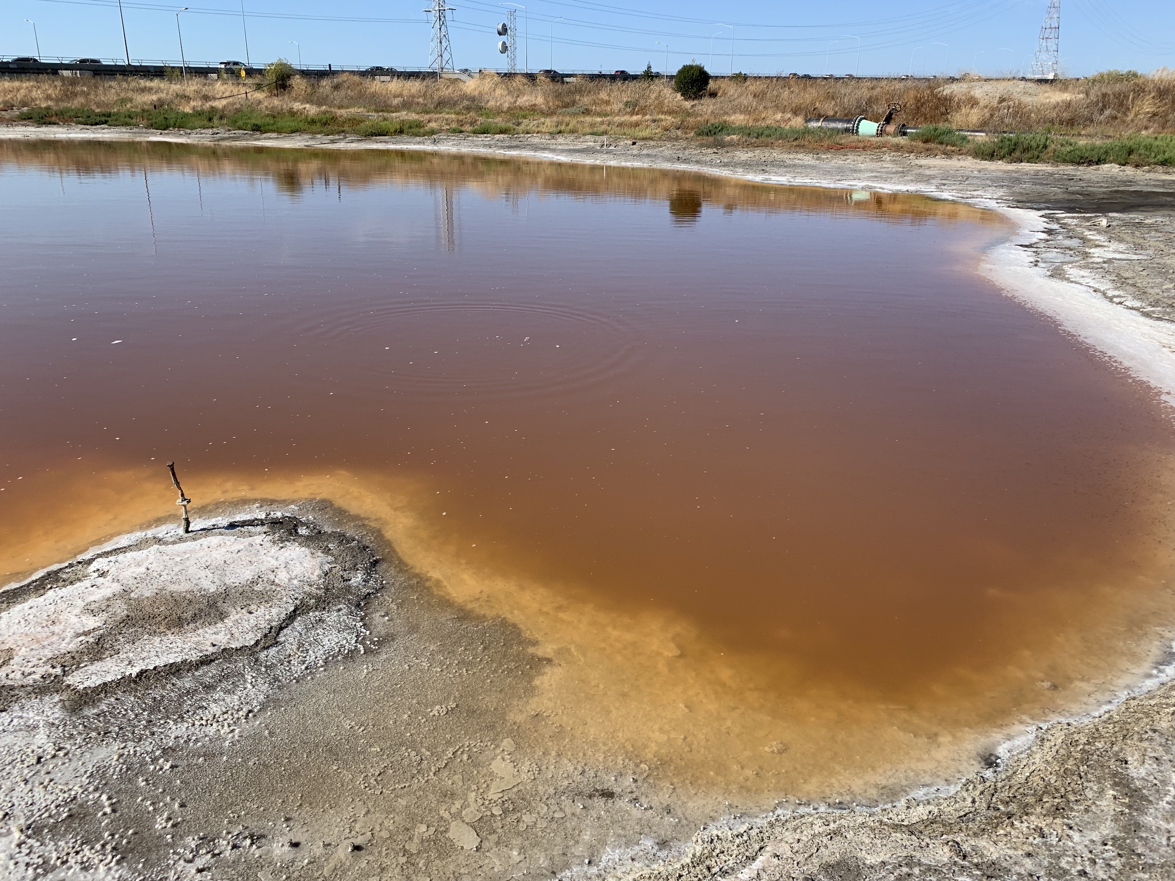 Dunaliella salina salt pond