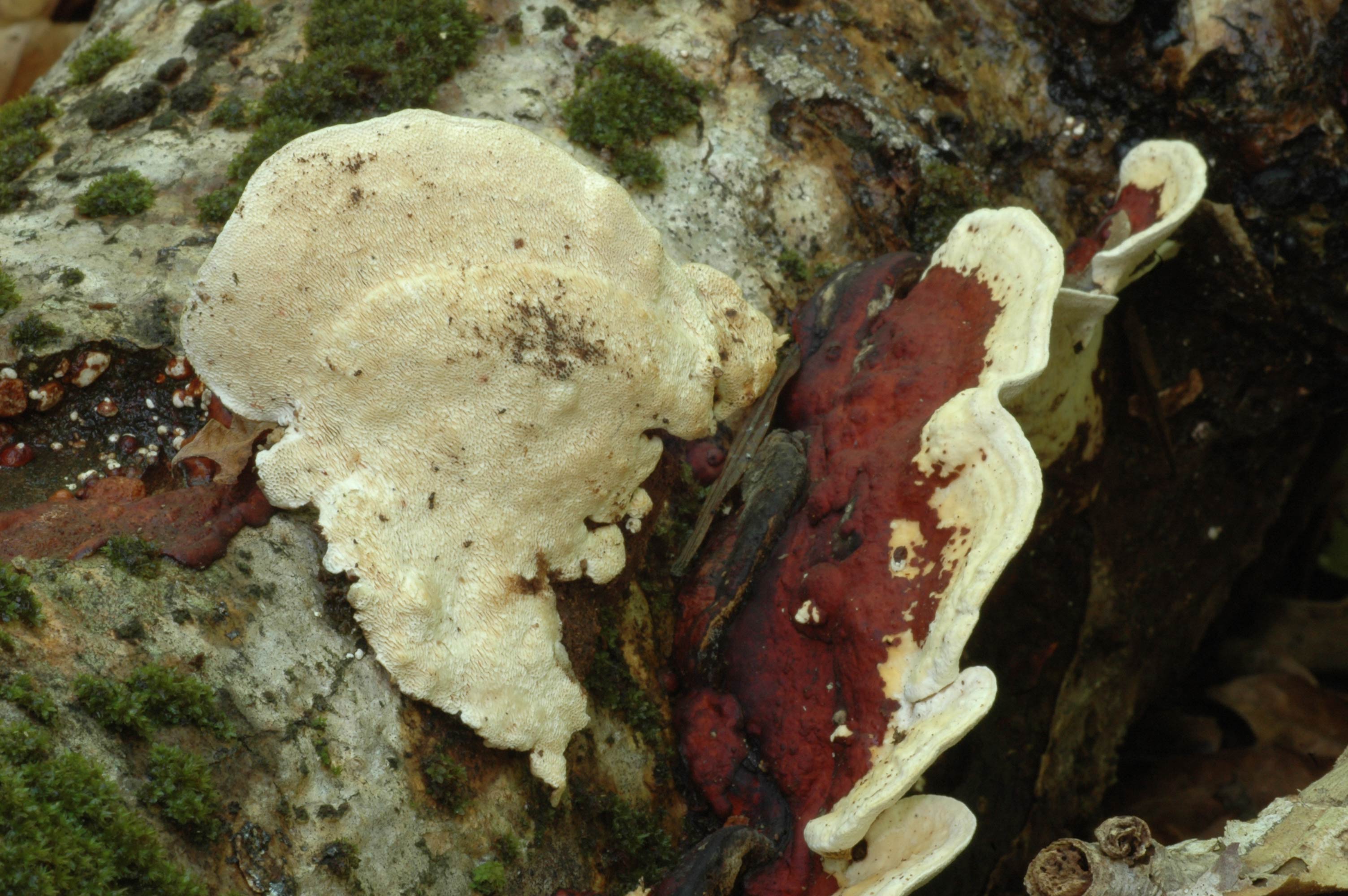 Picture from Pierre-Arthur Moreau, Université de Lille, France