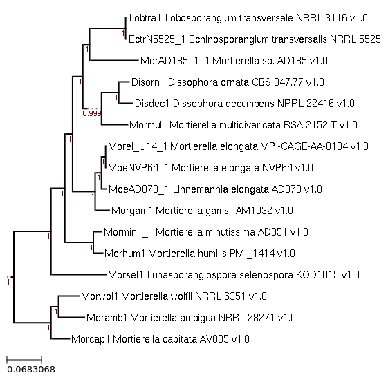 Photo of Lobosporangium transversale NRRL 5525