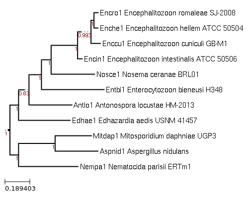 Photo of Edhazardia aedis USNM 41457