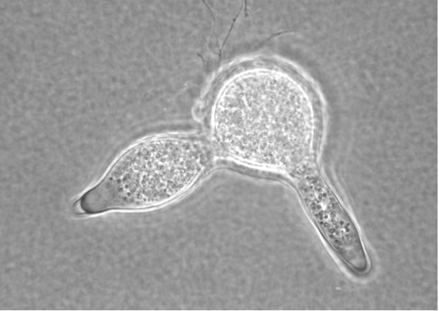 Entophlyctis luteolus JEL0129. Photo by Joyce Longcore.