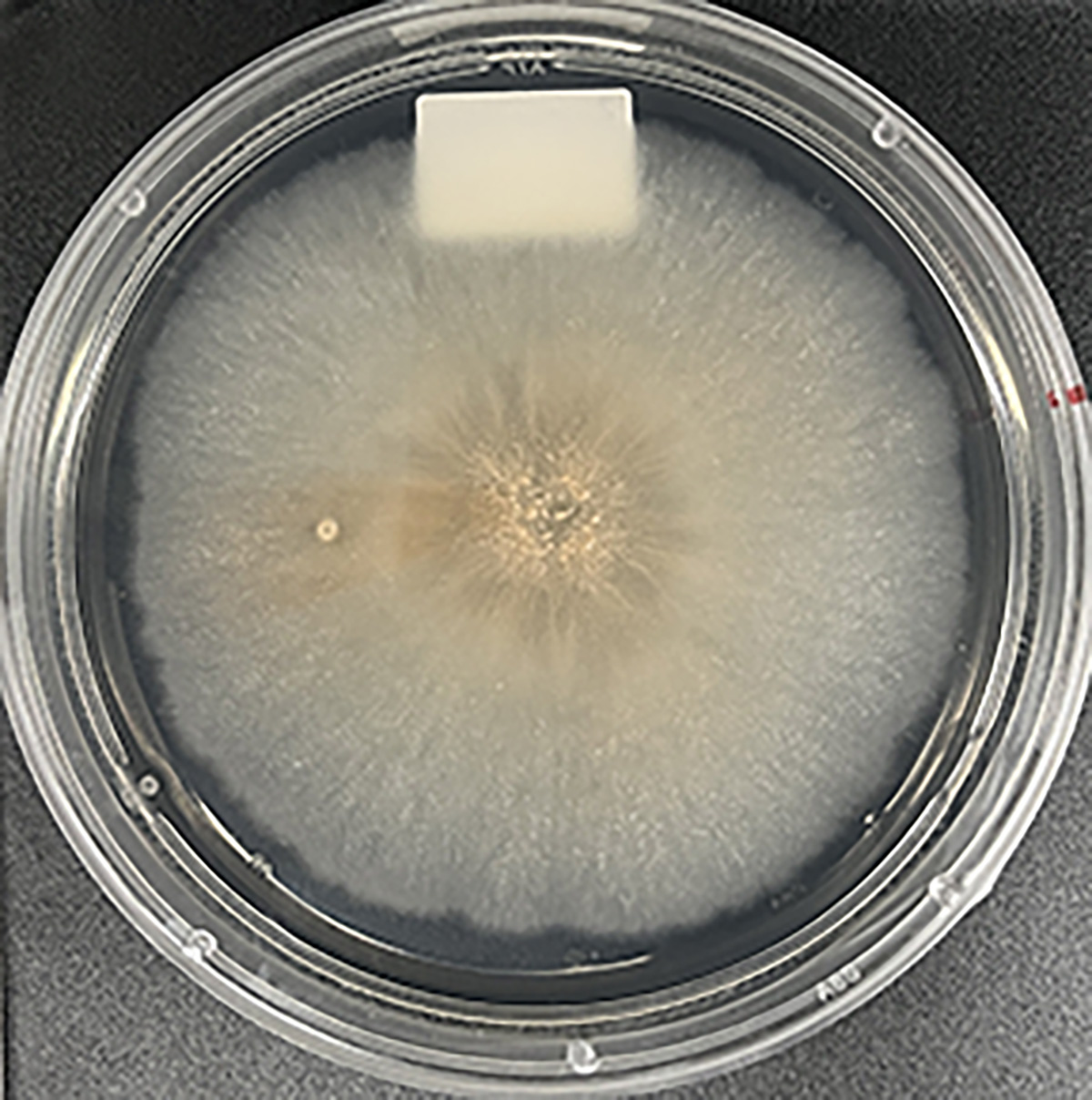 Photo of Fusarium dimerum 206A_c13_1 v1.0