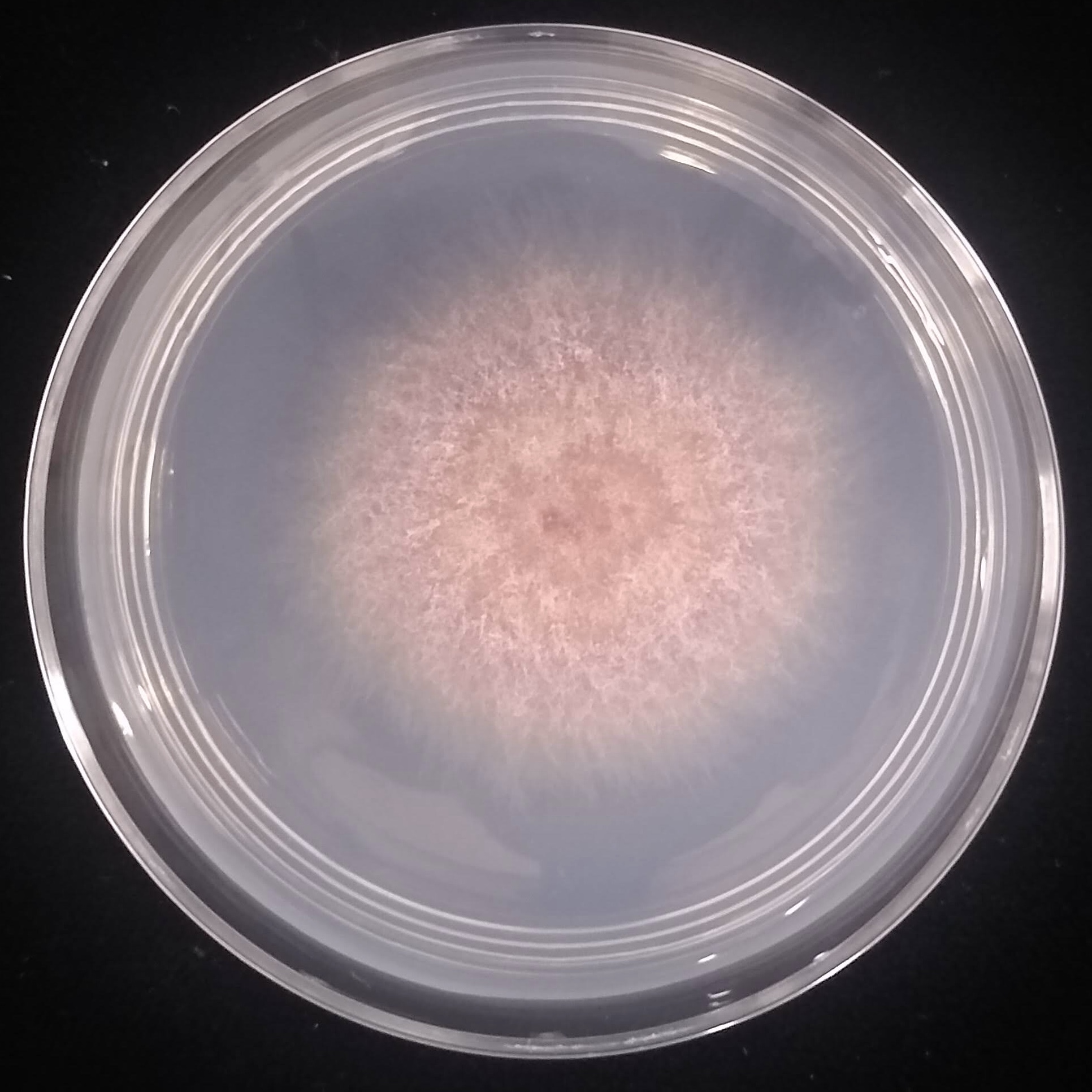 Fusarium oxysporum F2-04 growing in the lab.