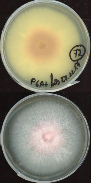 Fusarium commune MPI-SDFR-AT-0072