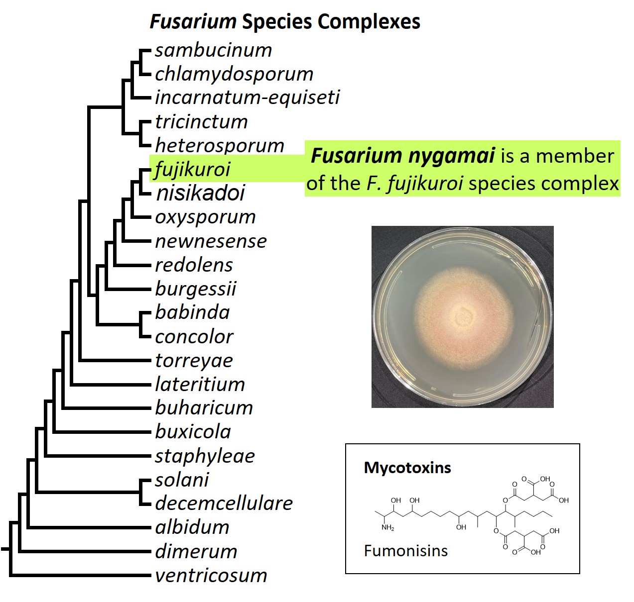 Left &ndash; tree showing phylogenetic relationships of the 23
Fusarium species complexes and placement of F. nygamai within the
F. fujikuroi species complex. In the tree, species complex names
are abbreviated using specific epithets of the species after which
the complexes are named (e.g., the F. sambucinum species complex is
abbreviated as sambucinum). Middle right &ndash; culture of F.
nygamai NRRL 66327 growing on potato dextrose agar medium. Lower
right &ndash; chemical structure of fumonisin B1, the most
economically important mycotoxin produced by F. nygamai. Image
credit: Robert H. Proctor, Amy McGovern and Crystal Probyn.