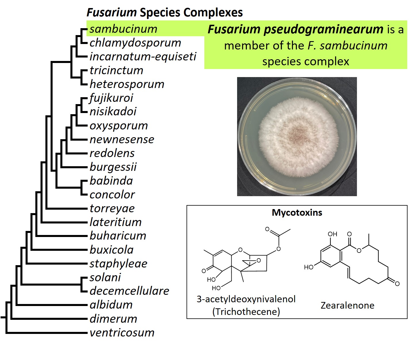 Left &ndash; tree showing phylogenetic relationships of the 23
Fusarium species complexes and placement of F. pseudograminearum
within the F. solani species complex. In the tree, species complex
names are abbreviated using specific epithets of the species after
which the complexes are named (e.g., the F. sambucinum species
complex is abbreviated as sambucinum). Middle right &ndash; culture
of F. pseudograminearum NRRL 62612 (= CS3096) growing on potato
dextrose agar medium. Bottom right &ndash; chemical structures of
3-acetyldeoxynivalenol and zearalenone, two mycotoxins produced by
F. pseudograminearum. Image credit: Robert H. Proctor, Amy McGovern
and Crystal Probyn.