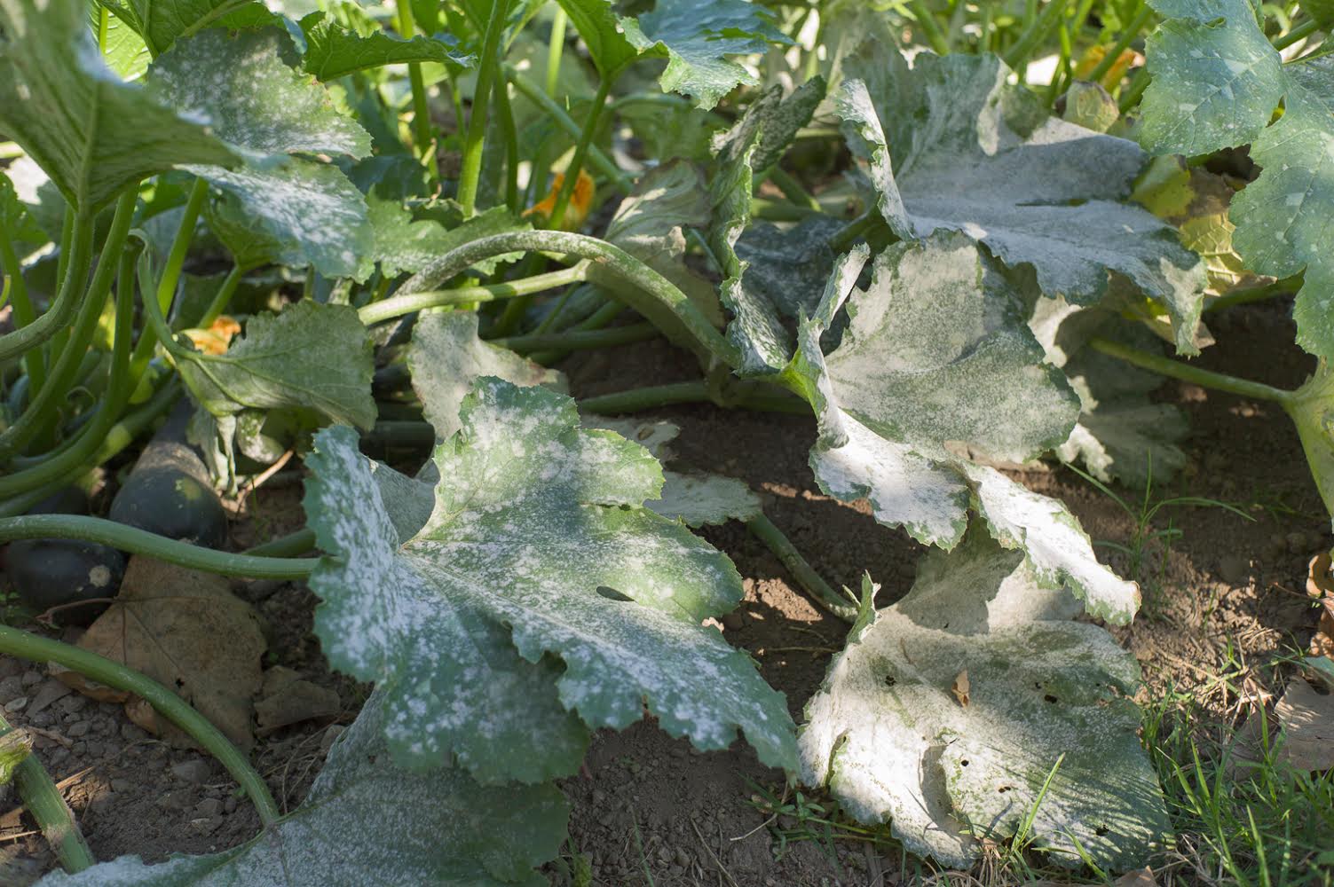 Squash Mildew caused by Golovinomyces cichoracearum.