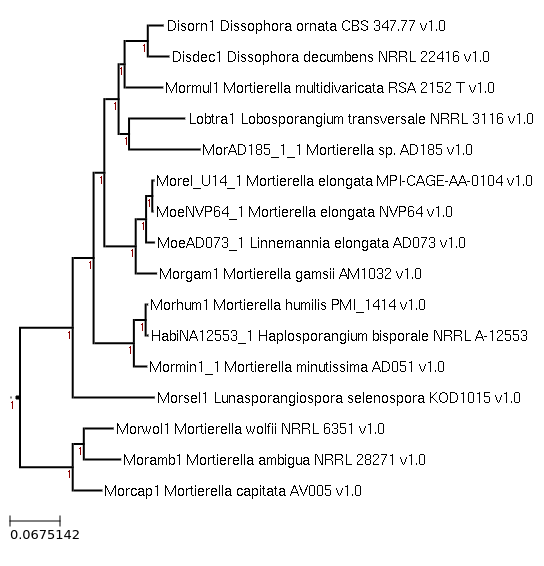 Photo of Haplosporangium bisporale NRRL A-12553