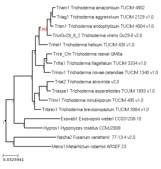 Photo of Hypomyces rosellus CCMJ2808