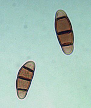 Hysterium pulicare. Photo courtesy of Dr. E. Boehm