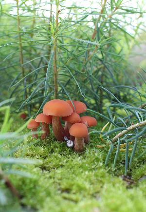 Laccaria bicolor image
