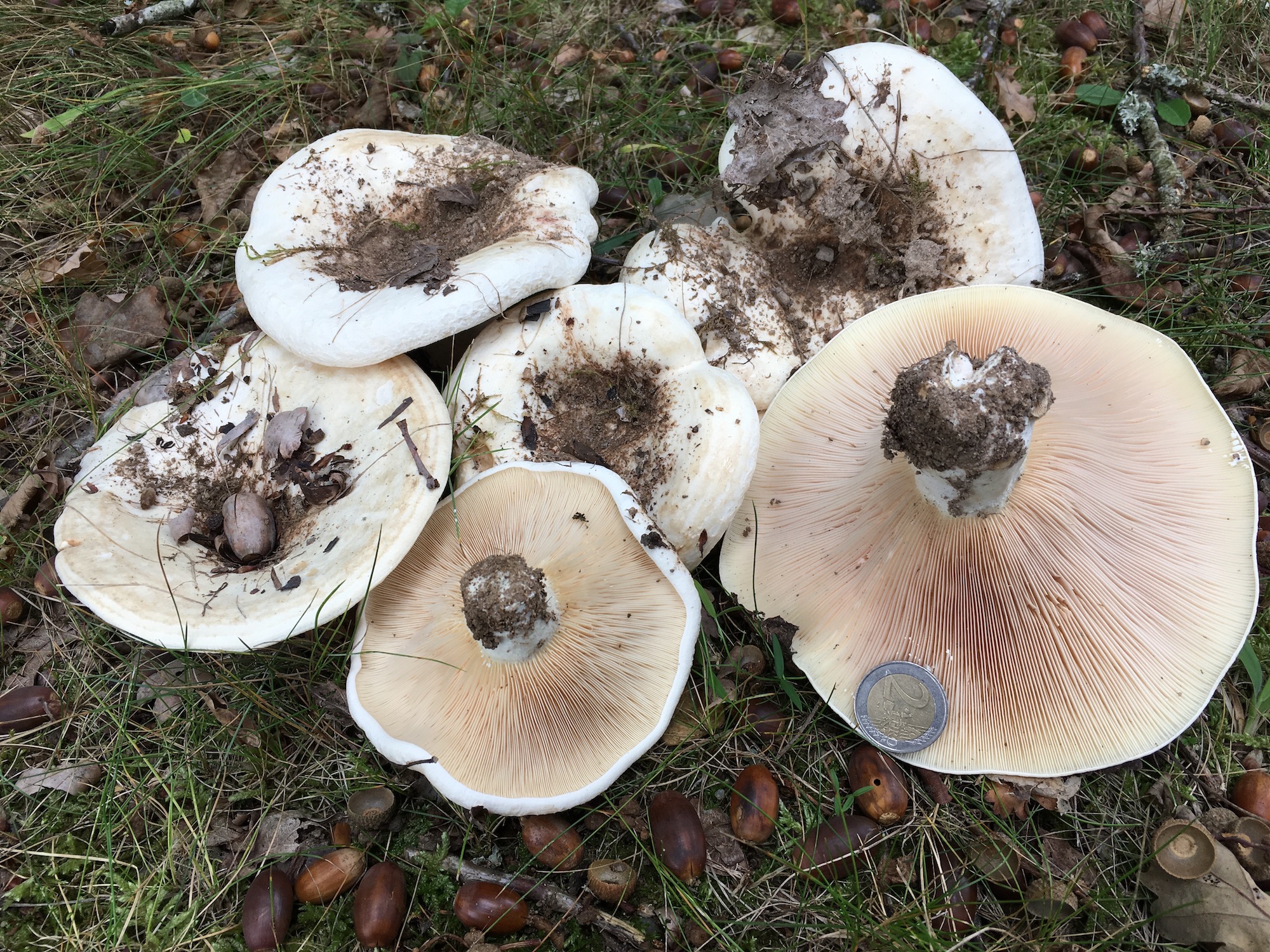 Lactarius controversus