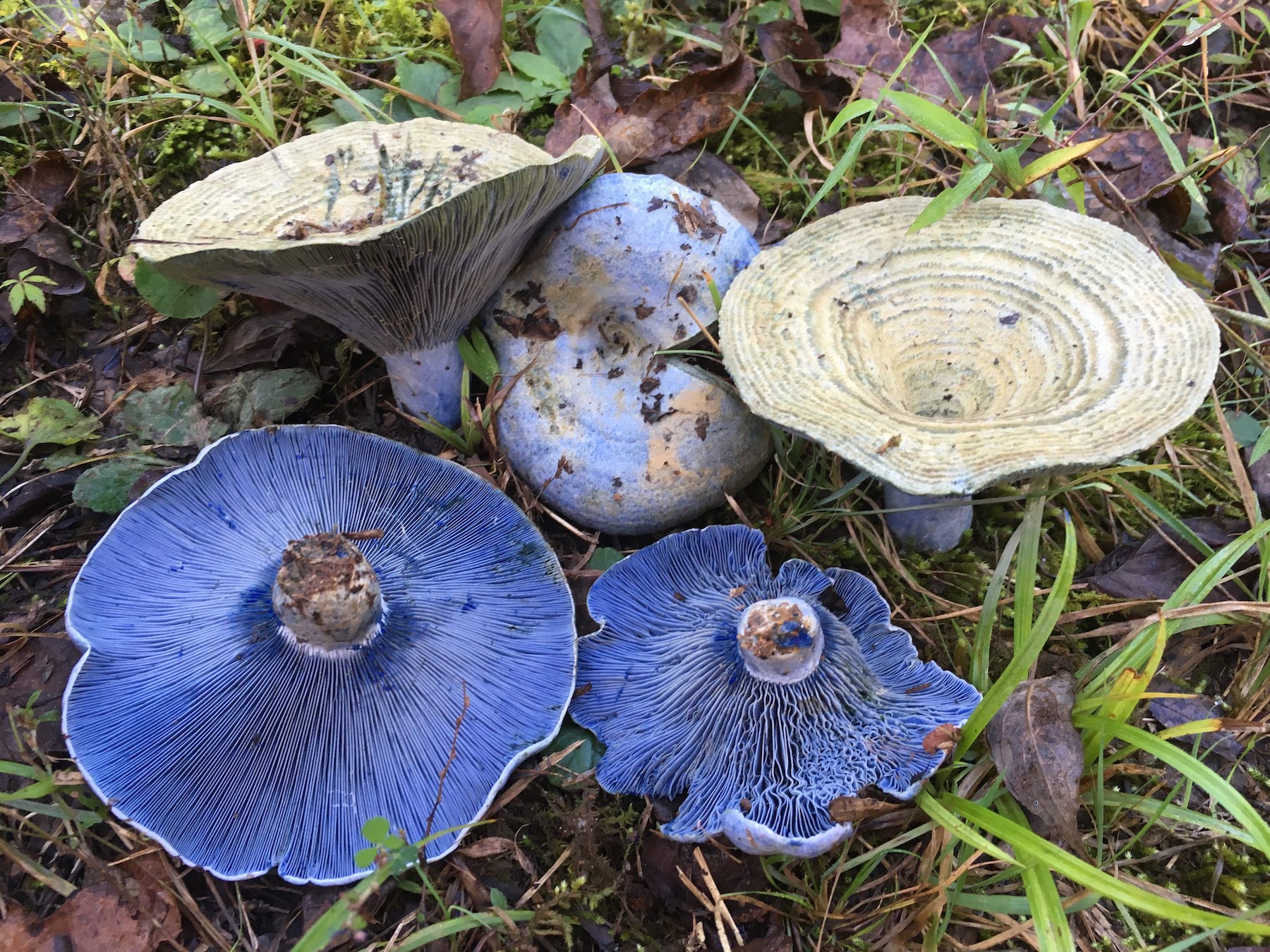 Lactarius indigo