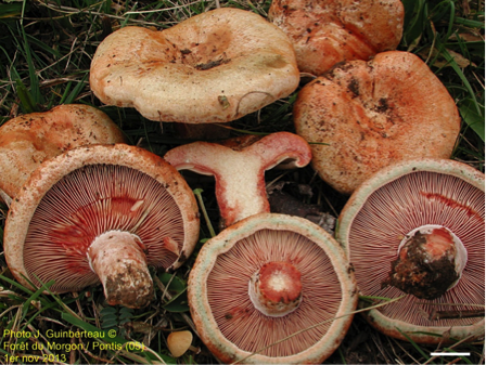 Lactarius sanguifluus