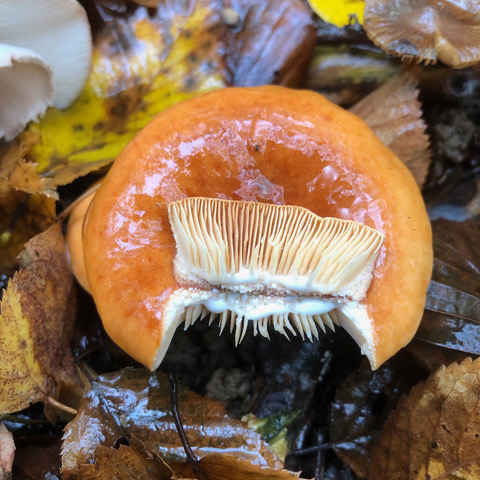 Lactarius subdulcis