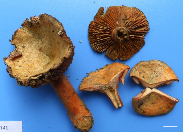 Lactarius vividus