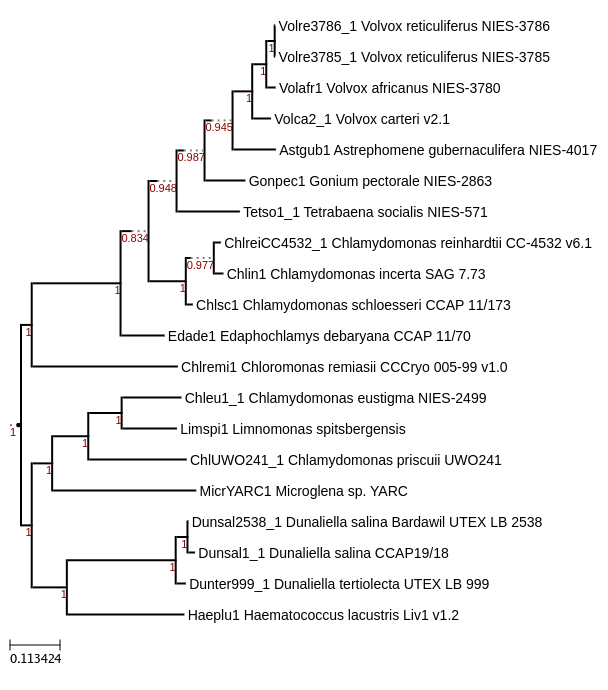 Maximum-Likelihood phylogeny generated by FastTree for Limnomonas spitsbergensis and other Chlorophyta species 