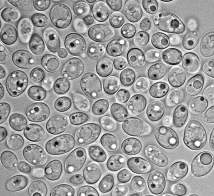 Lipomyces starkeyi 11558, a close relative of Lipomyces kononenkoae. Image Credit: Kyle Pomraning, Pacific Northwest National Lab.