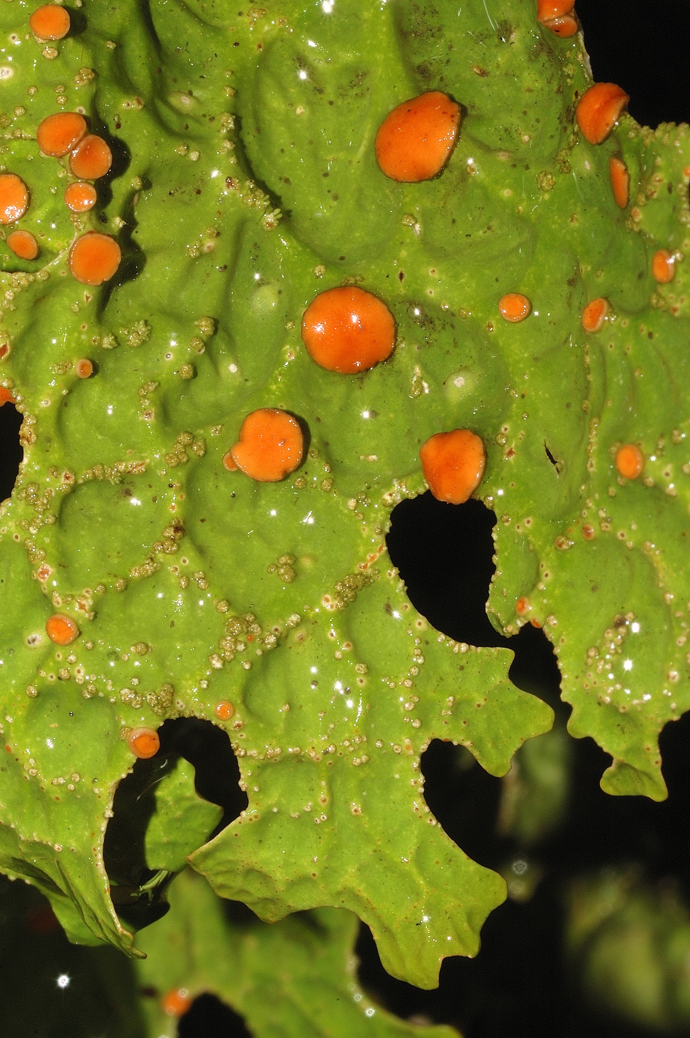 Lobaria pulmonaria